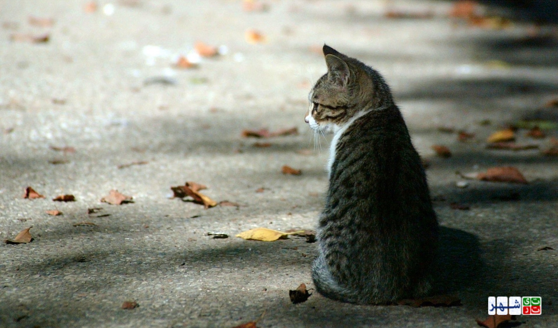 چه کسی مسئول جمع آوری گربه های پایتخت است؟/ عقیم سازی راهی برای رهایی