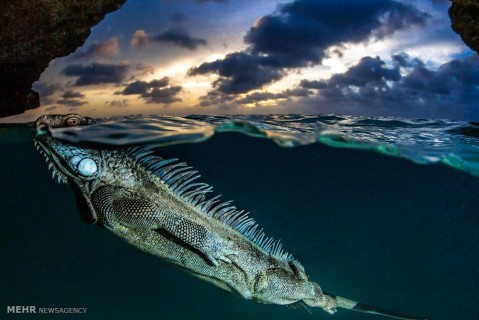 تصاویر زیبا از دنیای زیر آب‎
