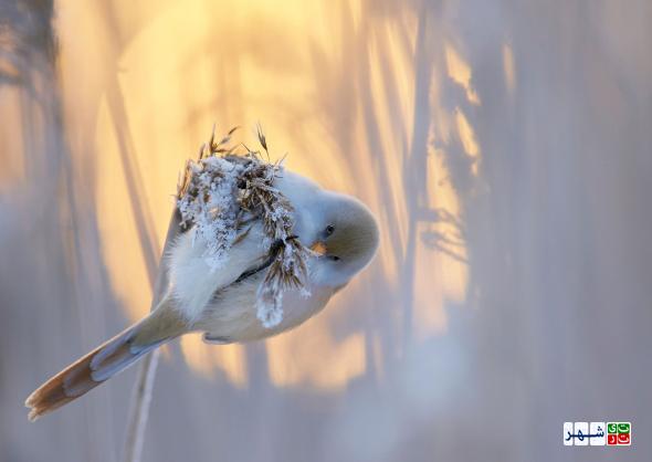 تصاویر جذاب از پرندگان