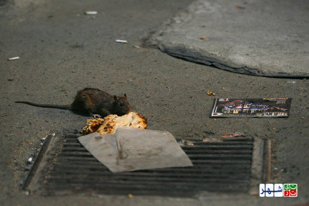 افزایش موش ها در تهران در سایه بی توجهی شهرداری تهران