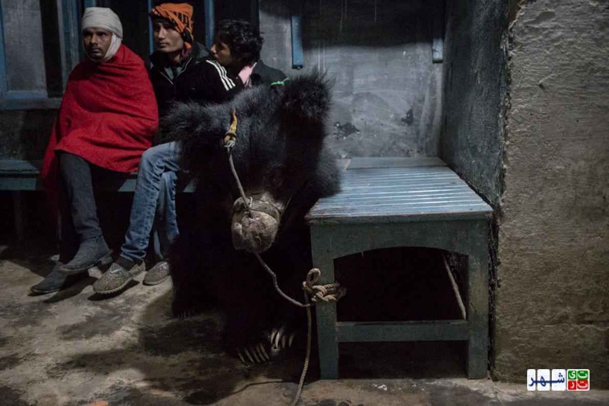 نجات آخرین خرس های رقصنده نپال