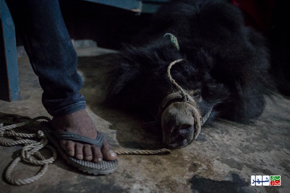 نجات آخرین خرس های رقصنده نپال