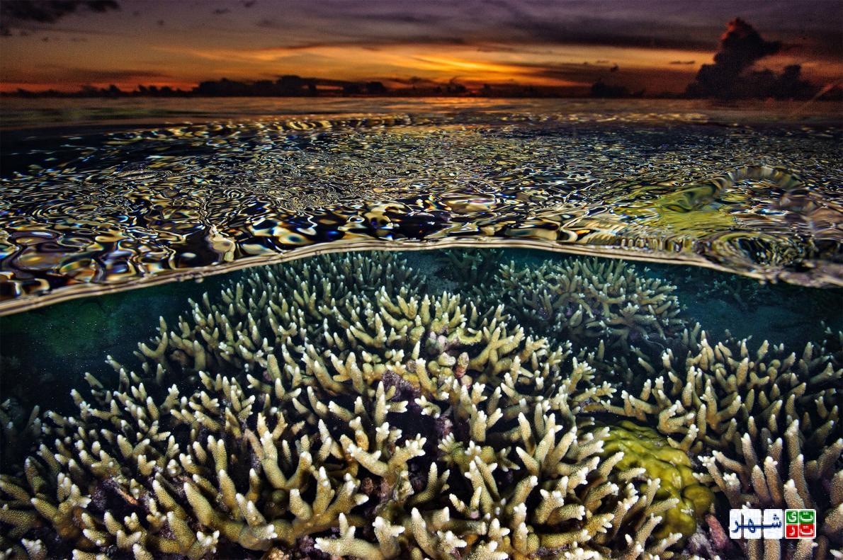 ضربان قلب مرجان‌ها در دست فیلیپین
