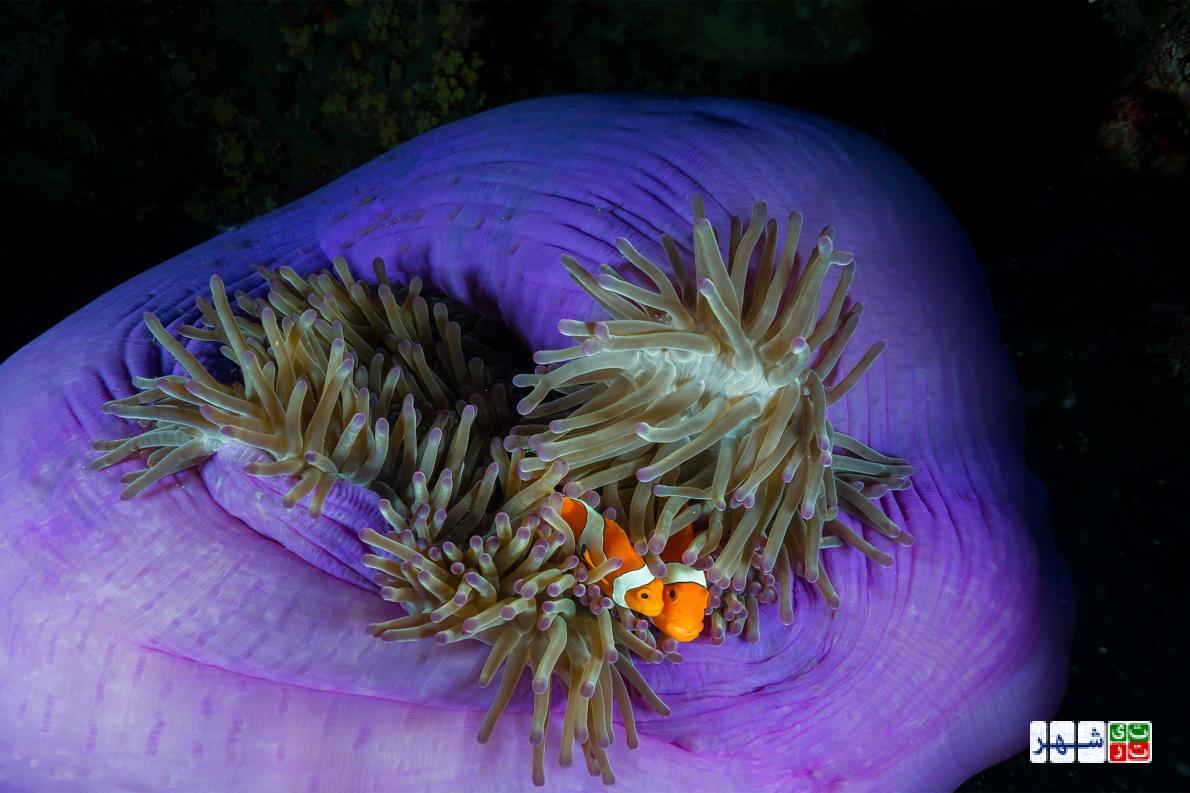 ضربان قلب مرجان‌ها در دست فیلیپین