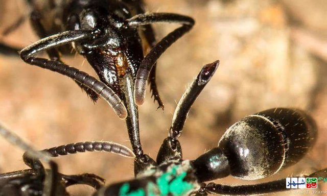 مورچه‌ها زخم را با لیس زدن درمان می‌کنند