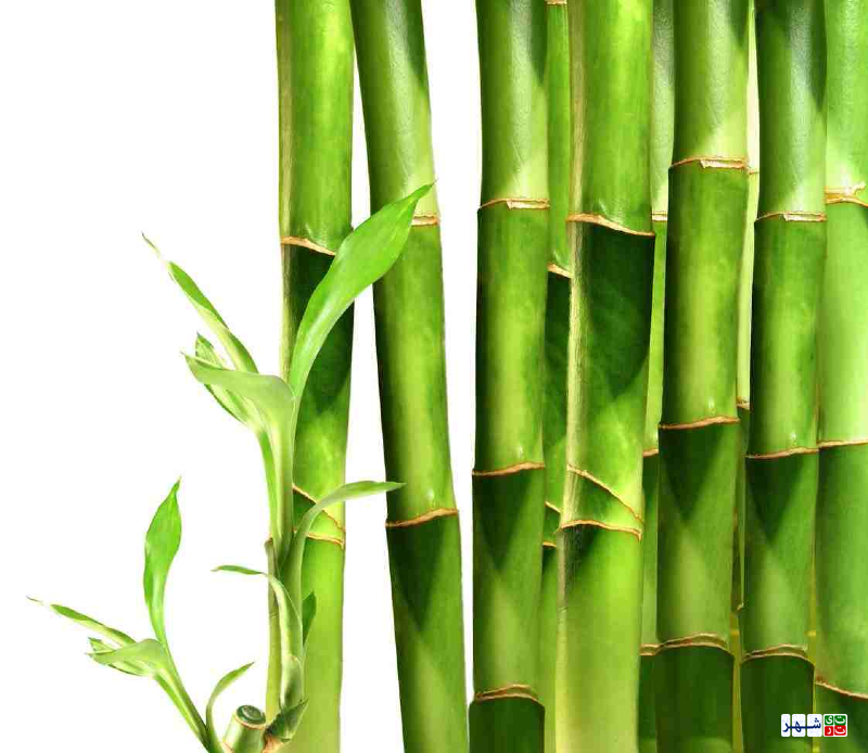 چگونه از گیاه بامبو نگهداری کنیم؟