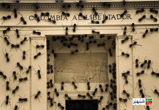 حمله مورچه‌های غول‌پیکر به ساختمان ریاست جمهوری کلمبیا