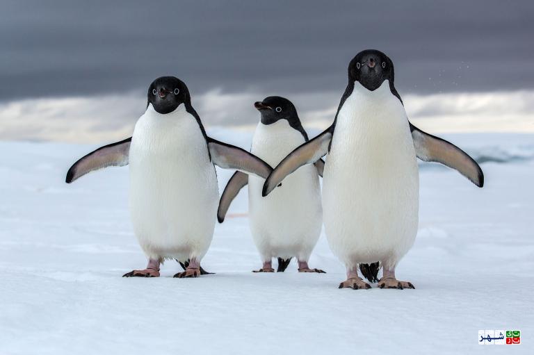 دنیای پنگوئن‌ها