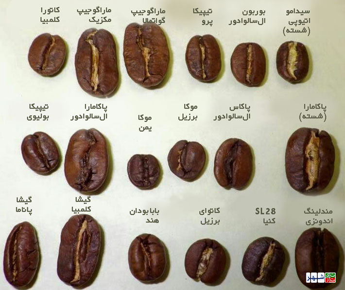 تفاوت شکل ۱۸ نوع دانه قهوه + تصویر