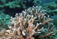 جابه جایی مرجان ها در هندورابی
