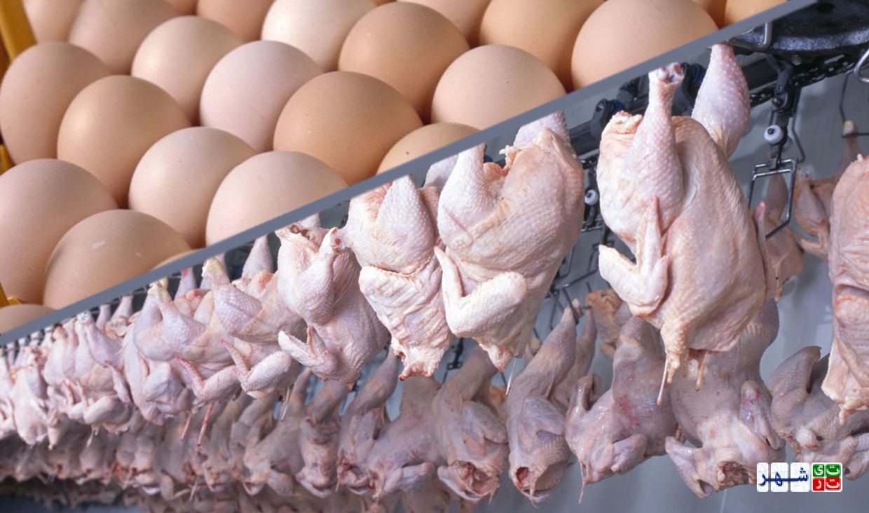 دلیل اینکه ایران در تجارت جهانی مرغ ناکام ماند چیست؟