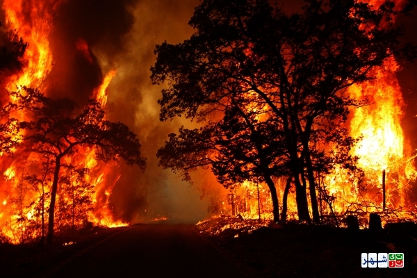 بازهم فصل گرما و آتش سوزی جنگل ها