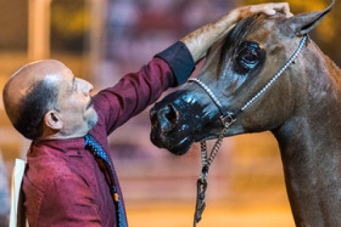 هشتمین جشنواره زیبایی اسب اصیل عرب