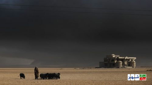 تغییر رنگ گوسفندان از دود چاه‌های نفت عراق!