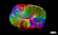 رشد یک مغز کوچک در دست دانشمندان