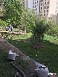 کندن چاله برای پنهان کردن الوار درختان قطع شده در زیر زمین/ وعده سر خرمن مدیران شهرداری برای حفظ باغ نیاوران!+فیلم
