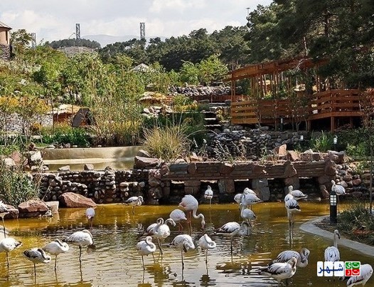 شهردار اسبق تهران باغ پرندگان را با پرنده های قاچاق افتتاح کرد/ پرواز پرنده های قاچاق باغ پرندگان در قفس های فلزی