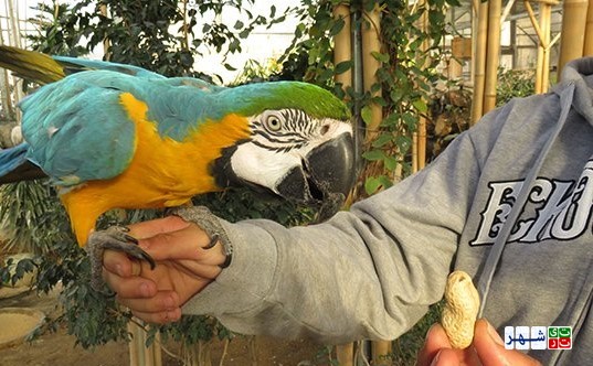 شهردار اسبق تهران باغ پرندگان را با پرنده های قاچاق افتتاح کرد/ پرواز پرنده های قاچاق باغ پرندگان در قفس های فلزی