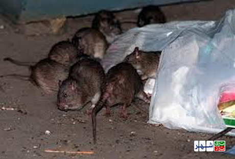 آماری از جمعیت موش های شهر تهران  وجود ندارد!/ماموریت کنترل حیوانات موذی، وظیفه ای که جزو وظایف شرکت ساماندهی صنایع و مشاغ نیست