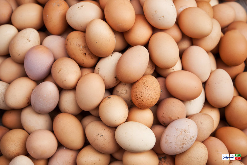 کاهش ۲۰ درصدی تولید تخم مرغ