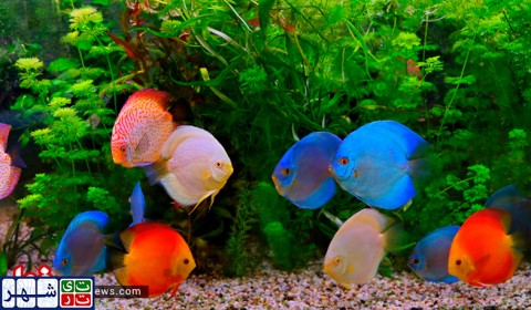 زیباترین ماهی‌های جهان در دنیای زیر آب