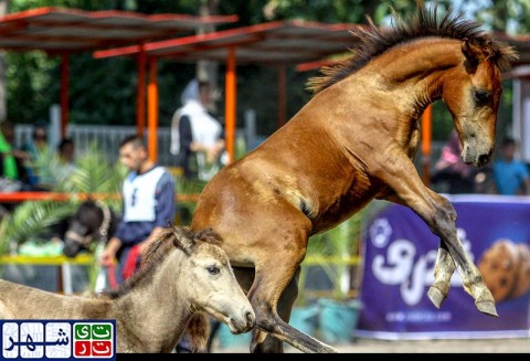 اسب «کاسپین»، قیمتی ترین اسب دنیا