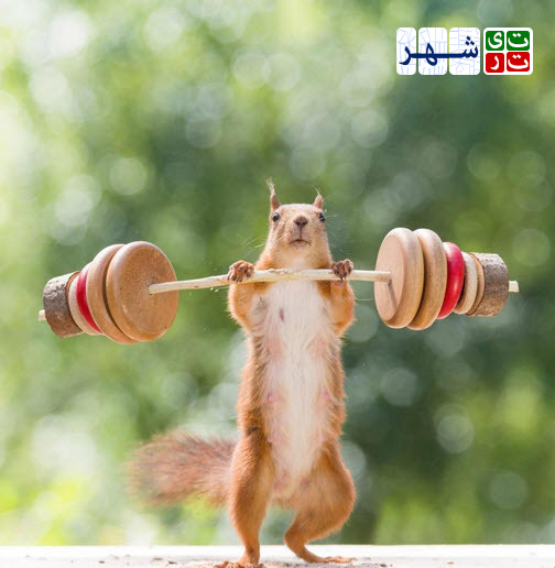 تصاویری جالب از ورزش کردن یک سنجاب!