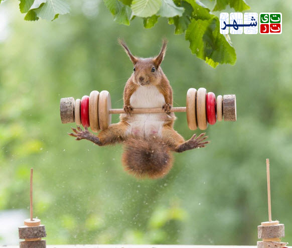 تصاویری جالب از ورزش کردن یک سنجاب!