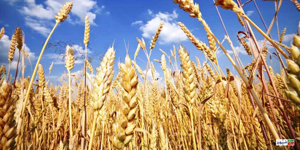 افزایش نرخ دلار باعث خروج ۶ هزار تن گندم از کشور شد