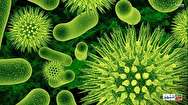 آنتی‌بیوتیک طبیعی برای مقابله با باکتری‌های مقاوم