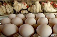 آزاد شدن صادرات تخم مرغ