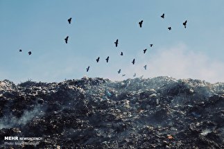 وضعیت نامناسب دپو زباله در ملایر