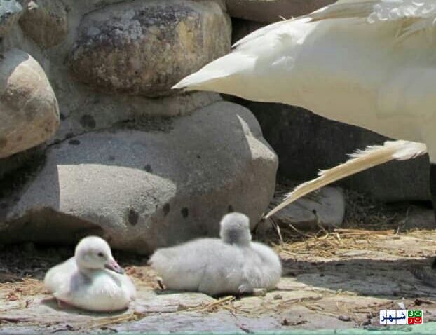 تولد کمیاب ترین گونه جوجه قو در باغ پرندگان تهران