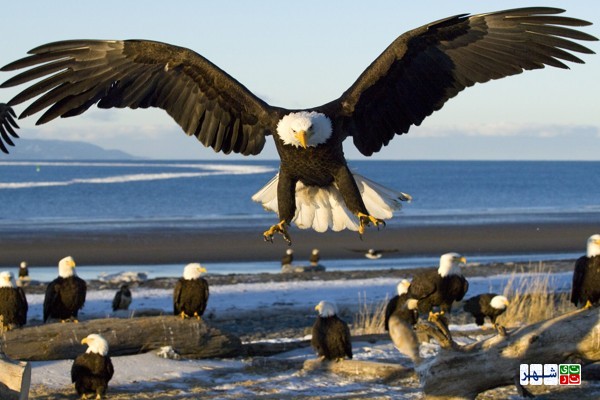 عقاب، بزرگ‌ ترین و نیرومندترین پرنده ی جهان