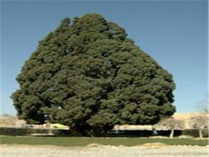 بزرگترين درخت گردوي ايران ثبت ملي شد