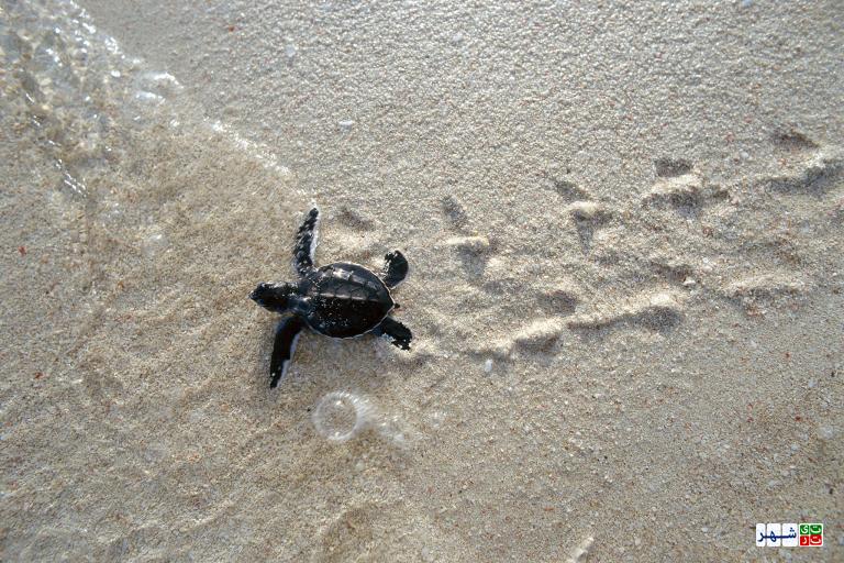 تصاویر شگفت‌انگیز از لاک پشت‌های دریایی