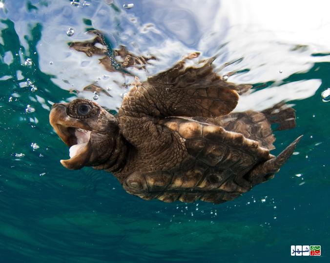 تصاویر شگفت‌انگیز از لاک پشت‌های دریایی