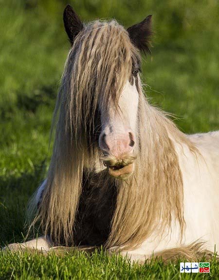 عجیب ترین اسب ها با عجیب ترین سبیل ها+عکس