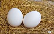 رد یک باور اشتباه درباره مصرف تخم مرغ