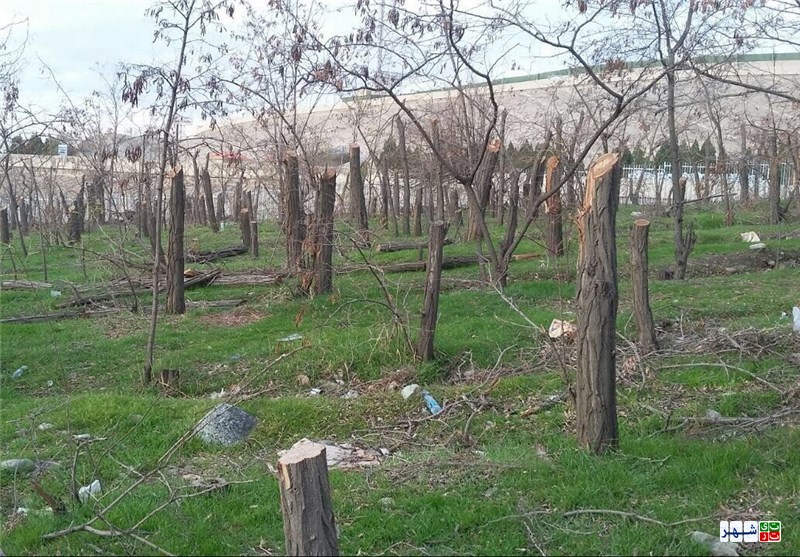 عوارض نابودی 5 هکتار از باغات و  قطع درختان تهران کجا خرج شد؟