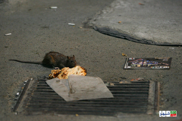 آماری از جمعیت موش های شهر تهران  وجود ندارد!/ماموریت کنترل حیوانات موذی، وظیفه ای که جزو وظایف شرکت ساماندهی صنایع و مشاغ نیست