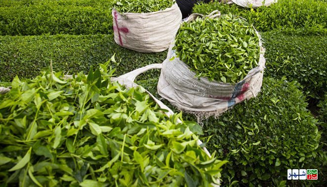 خرید تضمینی برگ سبز چای به 90 هزار تن رسید