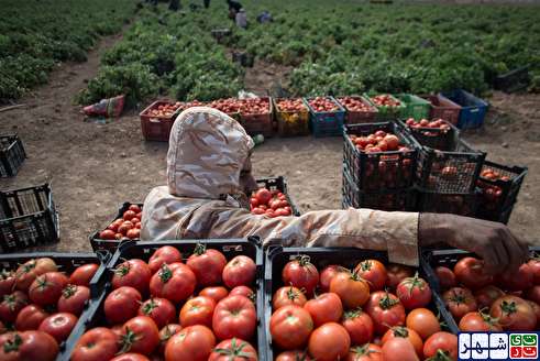 برداشت گوجه فرنگی در دشت قزوین