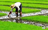 رونق گردشگری کشاورزی، ره‌آورد توسعه معیشت روستایی