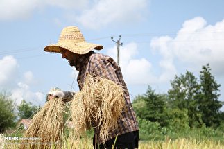 برداشت برنج در روستاهای آستانه اشرفیه