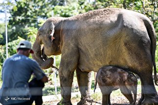 تولد فیل سوماترایی در اندونزی