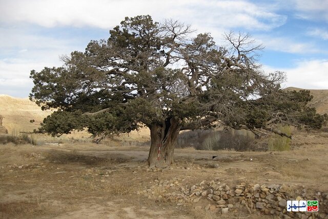 درخت 250 ساله و کوبیدن میخ بر درخت 2000 ساله